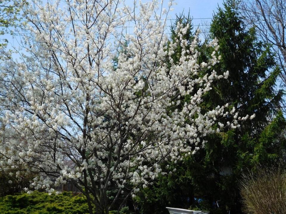#5. Serviceberry